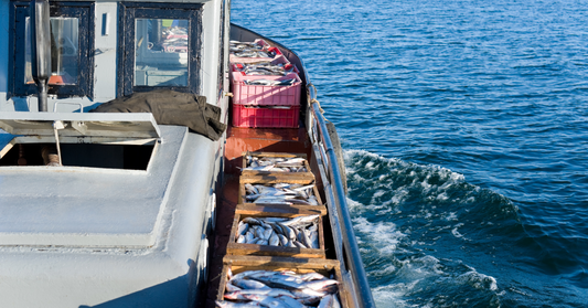Hooked on Health: The Essential Guide to Sustainable Seafood