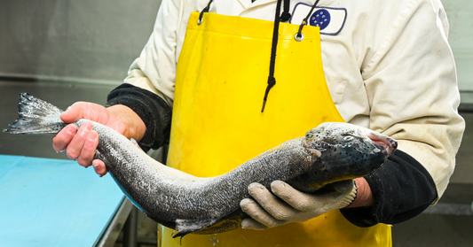 Wild-Caught vs. Farm-Raised Fish: Unveiling the Truth
