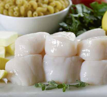 Sea Scallops